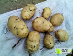 2014喀喇沁旗土豆现在订货有惊喜