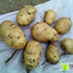 2014喀喇沁旗土豆现在订货有惊喜