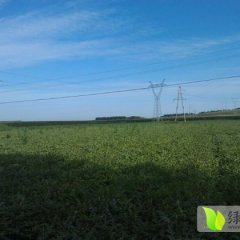 道外永源徐志鹏8月182西瓜