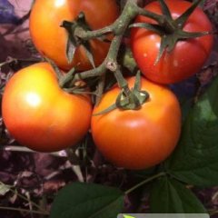 内蒙古松山旱母7西红柿早买早赚