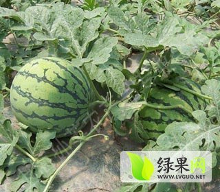 2014年吉林公主岭地雷瓜价格