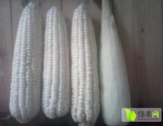 湖南长沙县糯玉米 农村人自家种的玉米