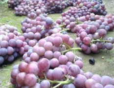 河北威县巨峰葡萄上货量大，口感酸甜