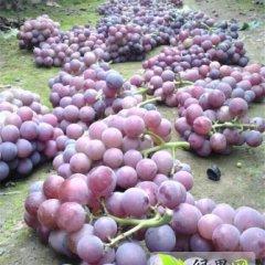 河北威县巨峰葡萄上货量大，口感酸甜
