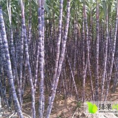 广西龙州黑皮果蔗甘蔗香甜可口