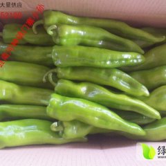 应县南河孙宣胜7月金牛角辣椒