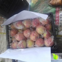 2014灵宝蜜桃抓住商机无限