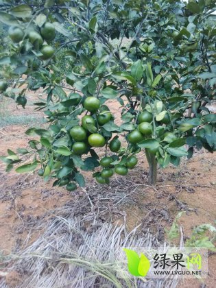 2014年湖南江永迥峰蜜桔价格