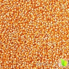 湖南君山先玉335玉米随行就市