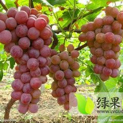 大荔葡萄欢迎合作,范家军超诚信合作