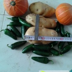 辽宁凌海各种辣椒逐渐升温