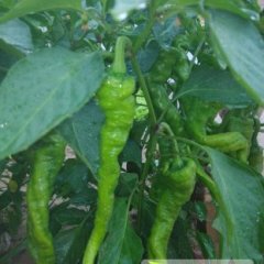 定边辣椒上货量大,保证质量品质