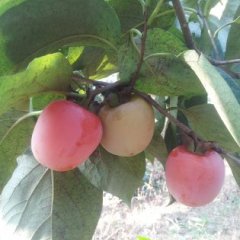 从化的鸡心柿无核、清甜、色泽佳