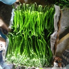 四川峨眉山线椒辣椒火热上市