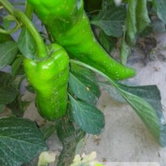 古浪辣椒随行就市,数量多，光泽鲜，口感好，价格低