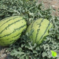 翁牛特旗西瓜长势旺盛,质量好，口感甘甜