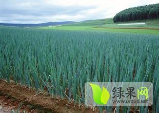 茌平大葱质优价廉，交通便利