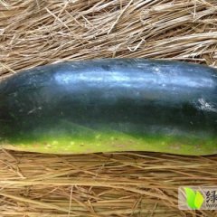 供应金乡子弹头黑皮冬瓜 、质优价廉