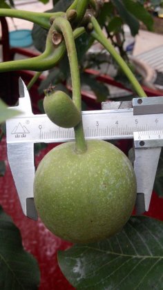 泰安青皮核桃价格便宜，量大，欢迎选购