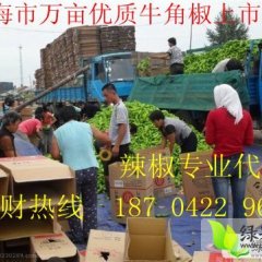 16年辽宁锦州凌海金牛角大量上市