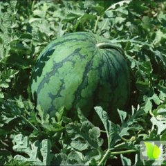西瓜质量好，品质极佳，口感好 颜色正