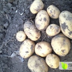 昌图土豆营养丰富,大洼孙国辉诚信合作