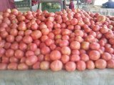 欧冠西红柿鲜红色，硬度高，耐运输