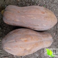 湖南岳阳供应金韩秘本南瓜