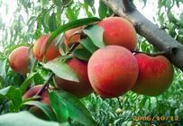 大荔蜜桃营养丰富,颜色全红，果实大