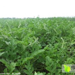 阿城西瓜瓜大，皮薄，口感一流