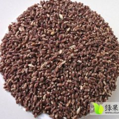 2014平度小麦再不来就没机会了