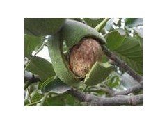 陕西青皮核桃价格青皮核桃大量上市