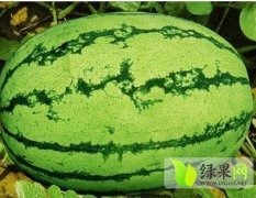 西农系列西瓜个大花纹美丽，瓤口脆甜