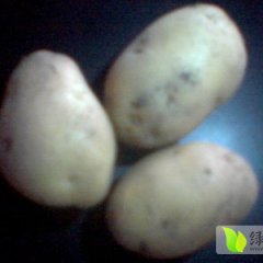 公主岭荷兰七号土豆个大形正，果形均匀
