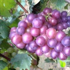 泗水龙眼葡萄色泽鲜艳，口感好，粒大