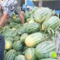 山东单县冠龙西瓜香甜爽口，口感极佳