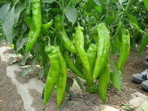 青辣椒,牛角椒,羊角椒,朝天椒等大量供应