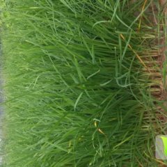 萧县汉中韭菜假一赔十,质量好，价格优