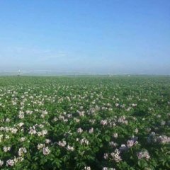 多伦土豆纯度高，耐储存，产量高