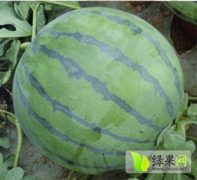 2014年辽宁沈阳冠龙价格