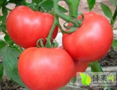 东昌府西红柿上货量大,代收各种蔬菜瓜果