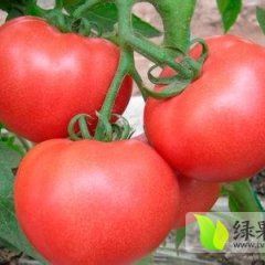 东昌府西红柿上货量大,代收各种蔬菜瓜果