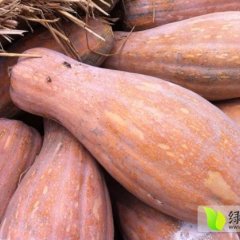 嘉鱼南瓜量大质优，欢迎合作