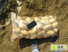 荷兰十五土豆纯度高，耐储存，产量高