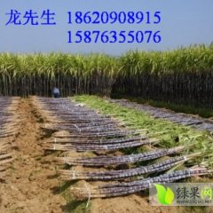 黑皮甘蔗果蔗黑亮、粗壮、节长、脆甜，品质优良