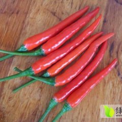 鹿邑天宇辣椒、艳红椒型好、皮薄、辣度高、色泽艳