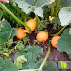 日本小南瓜颜色正，口感好，个头匀