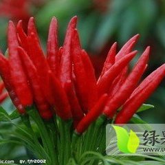 山东金乡供应线椒、金塔、天宇、等多种辣椒