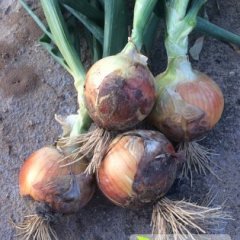 甘肃省高台县洋葱易保存、无开裂、不出苔，质量最优