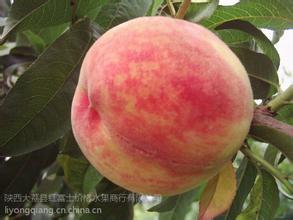 陕西大荔超越桃蜜桃口感好，颜色好